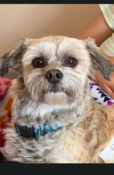 Found/Stray Male Dog last seen Near Mesa Linda Park , Victorville, CA 92392