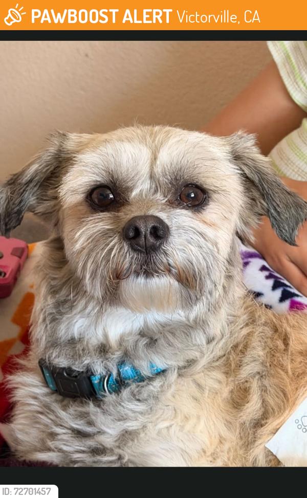 Found/Stray Male Dog last seen Near Mesa Linda Park , Victorville, CA 92392