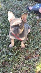 Lost Female Dog last seen Redland , Miami-Dade County, FL 33031