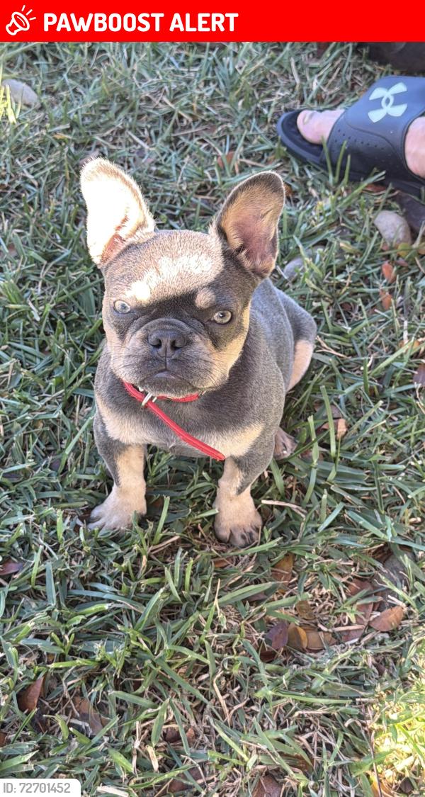 Lost Female Dog last seen Redland , Miami-Dade County, FL 33031