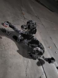 Lost Female Dog last seen West Columbus , Bakersfield, CA 93301