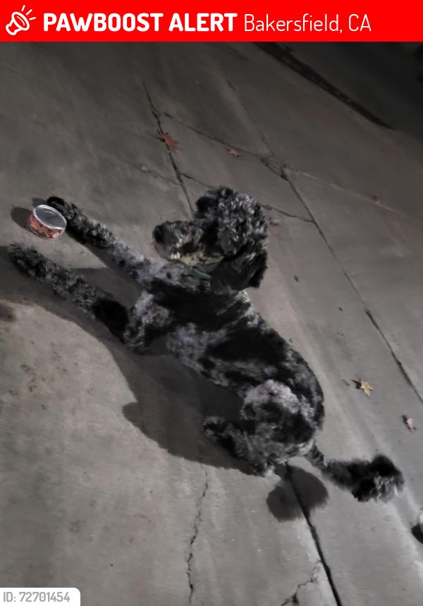 Lost Female Dog last seen West Columbus , Bakersfield, CA 93301