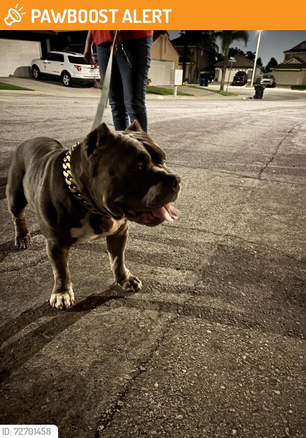 Found/Stray Unknown Dog last seen Amarillo, Rancho Cucamonga, CA 91701