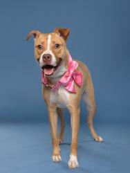 Shelter Stray Female Dog last seen Atlanta, GA 30324, Atlanta, GA 30336