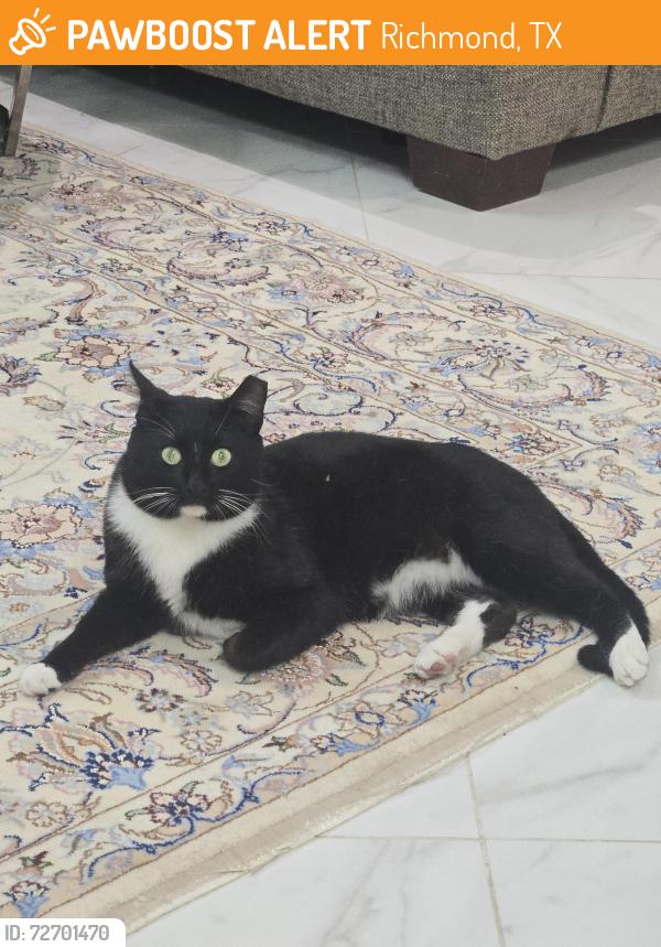 Found/Stray Male Cat last seen scarlett falls ln, Richmond, TX 77407