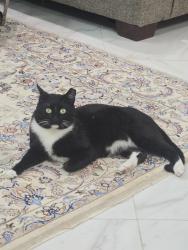 Found/Stray Male Cat last seen scarlett falls ln, Richmond, TX 77407