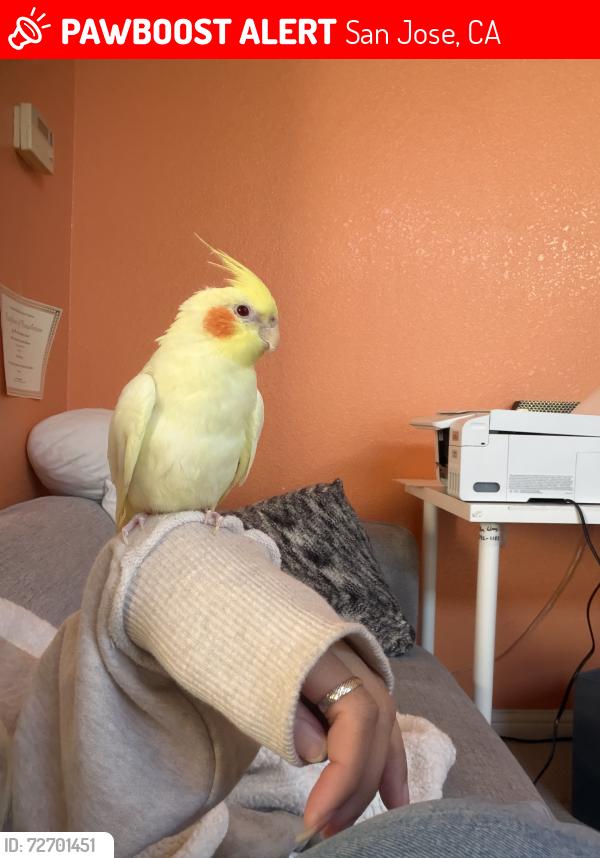 Lost Female Bird last seen Near Townsend Park, San Jose, CA 95131, San Jose, CA 95131