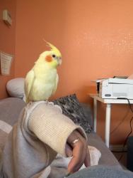Lost Female Bird last seen Near Townsend Park, San Jose, CA 95131, San Jose, CA 95131