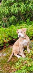 Lost Female Dog last seen Colby and 14th, Everett, WA 98201