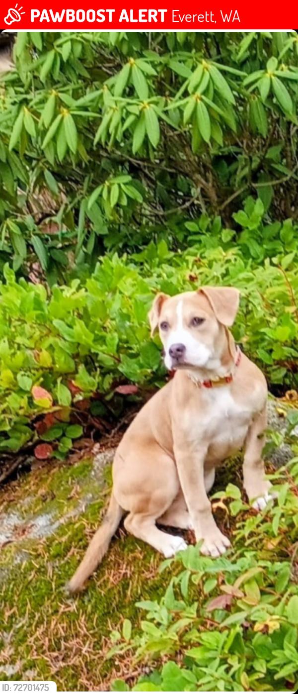 Lost Female Dog last seen Colby and 14th, Everett, WA 98201