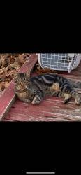 Lost Male Cat last seen Kelly Johnson , Colorado Springs, CO 80920