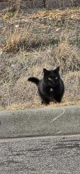 Found/Stray Unknown Cat last seen Delaware St and 120th, Northglenn, CO 80234