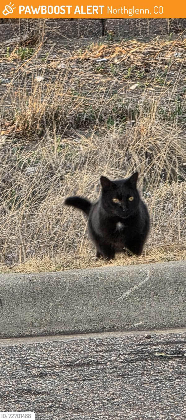 Found/Stray Unknown Cat last seen Delaware St and 120th, Northglenn, CO 80234