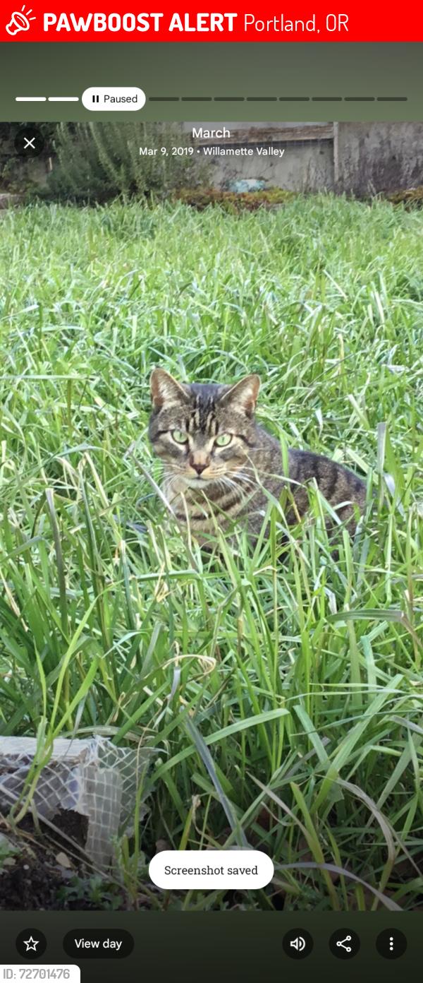 Lost Female Cat last seen Metzger behind fred meyer, Portland, OR 97223