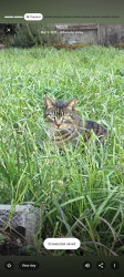 Lost Female Cat last seen Metzger behind fred meyer, Portland, OR 97223