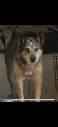 Lost Female Dog last seen Near w Grant, Tucson, AZ 85745