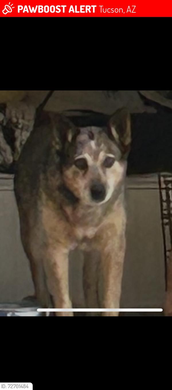 Lost Female Dog last seen Near w Grant, Tucson, AZ 85745