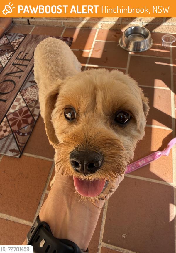Found/Stray Female Dog last seen Hinchinbrook2168, Hinchinbrook, NSW 2168