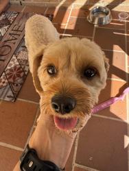 Found/Stray Female Dog last seen Hinchinbrook2168, Hinchinbrook, NSW 2168