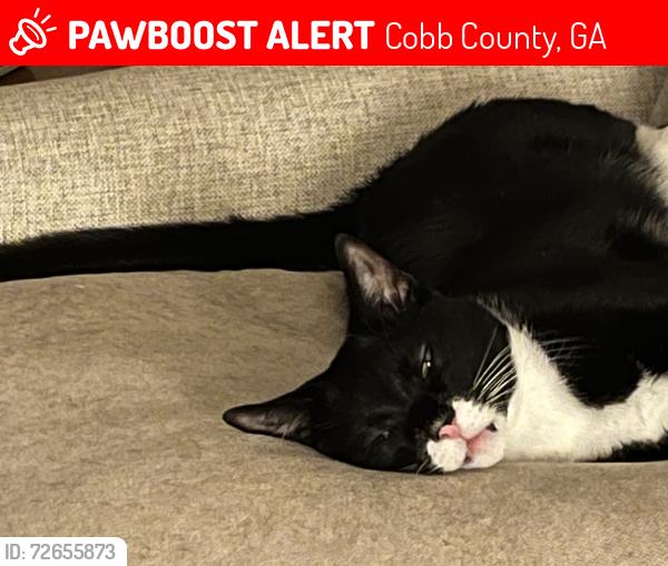Lost Female Cat last seen Westcliff Trace and Derwent Drive in Chattsworth subdivision, Cobb County, GA 30075