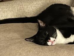 Lost Female Cat last seen Westcliff Trace and Derwent Drive in Chattsworth subdivision, Cobb County, GA 30075