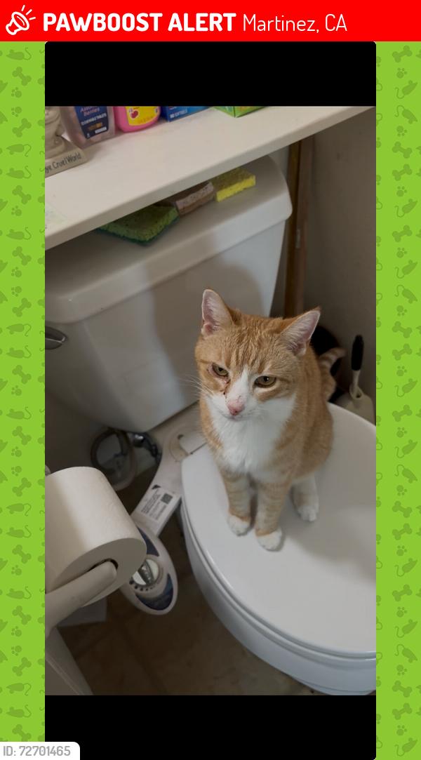 Lost Female Cat last seen Elderwood court/Center Avenue Martinez, Martinez, CA 94553