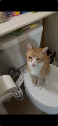 Lost Female Cat last seen Elderwood court/Center Avenue Martinez, Martinez, CA 94553