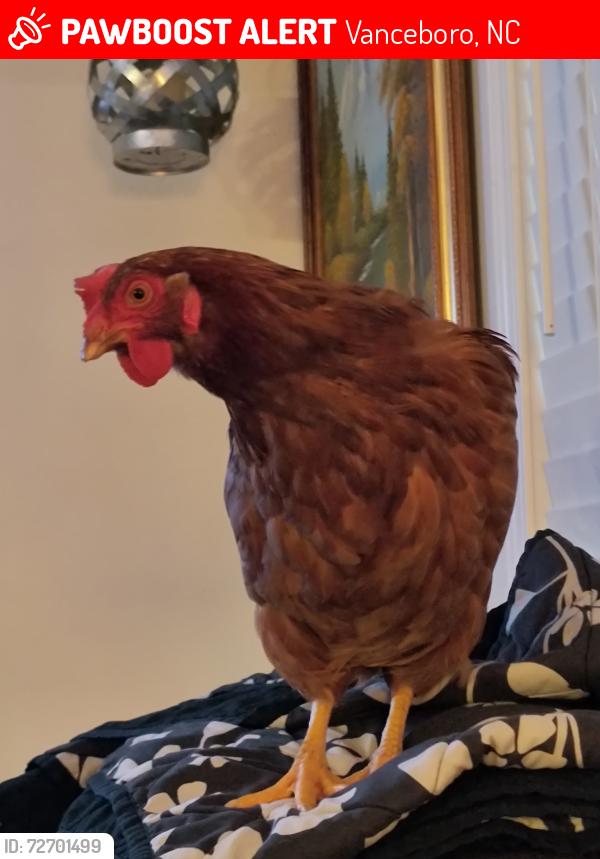 Lost Female Bird last seen Across from West Craven High School, and infront of A&J Canvas, Vanceboro, NC 28586