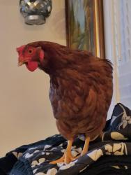 Lost Female Bird last seen Across from West Craven High School, and infront of A&J Canvas, Vanceboro, NC 28586
