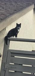 Lost Male Cat last seen Chad, dorsey way, bobolink vista , Vista, CA 92083