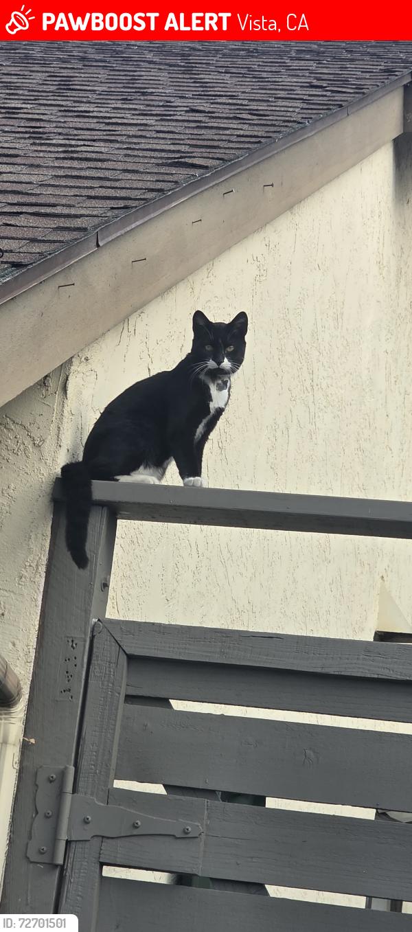 Lost Male Cat last seen Chad, dorsey way, bobolink vista , Vista, CA 92083
