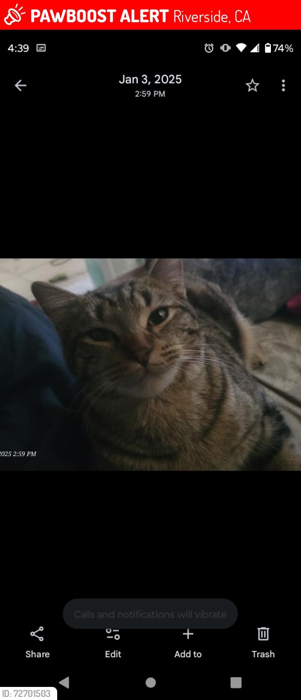 Lost Male Cat last seen Bel air st. & Magnolia or Garfield , Riverside, CA 92503