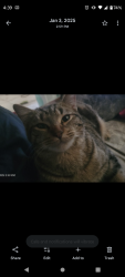 Lost Male Cat last seen Bel air st. & Magnolia or Garfield , Riverside, CA 92503