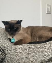 Lost Male Cat last seen Near w Roanoke ave , Buckeye, AZ 85396