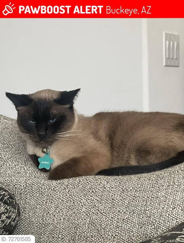 Lost Male Cat last seen Near w Roanoke ave , Buckeye, AZ 85396