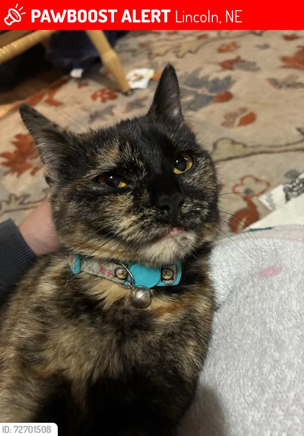 Lost Female Cat last seen Arlington ave , Lincoln, NE 68502