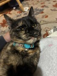 Lost Female Cat last seen Arlington ave , Lincoln, NE 68502