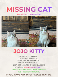 Lost Female Cat last seen University & Stapley, Mesa, AZ 85203