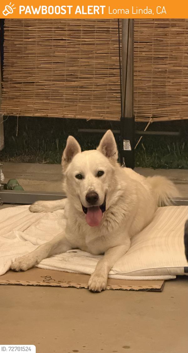 Found/Stray Male Dog last seen Baseball field - Mountain View / Entrada del Parque, Loma Linda, CA 92354