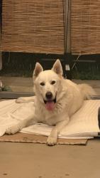 Found/Stray Male Dog last seen Baseball field - Mountain View / Entrada del Parque, Loma Linda, CA 92354