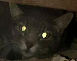 Found/Stray Female Cat last seen Hollywood blvd & Vegas valley dr, Las Vegas, NV 89142