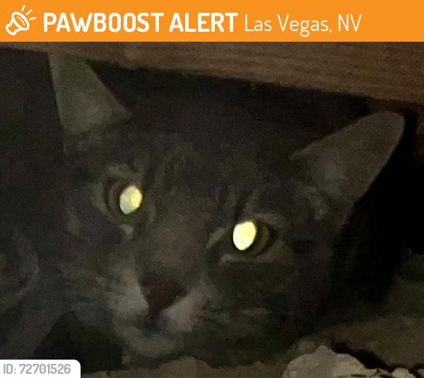 Found/Stray Female Cat last seen Hollywood blvd & Vegas valley dr, Las Vegas, NV 89142