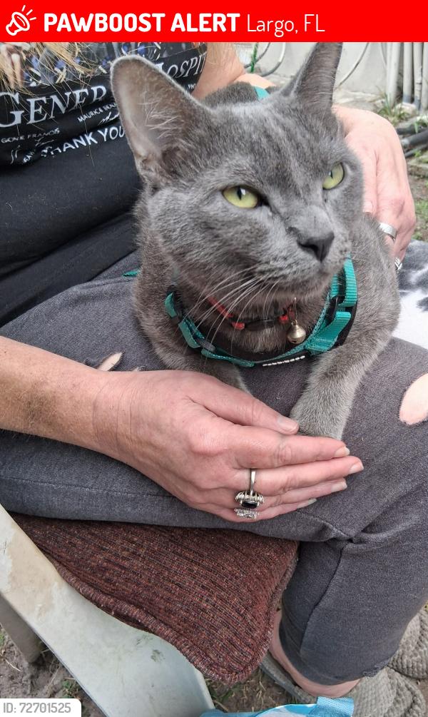 Lost Male Cat last seen Seminole Blvd , Largo, FL 33778