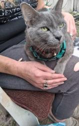 Lost Male Cat last seen Seminole Blvd , Largo, FL 33778