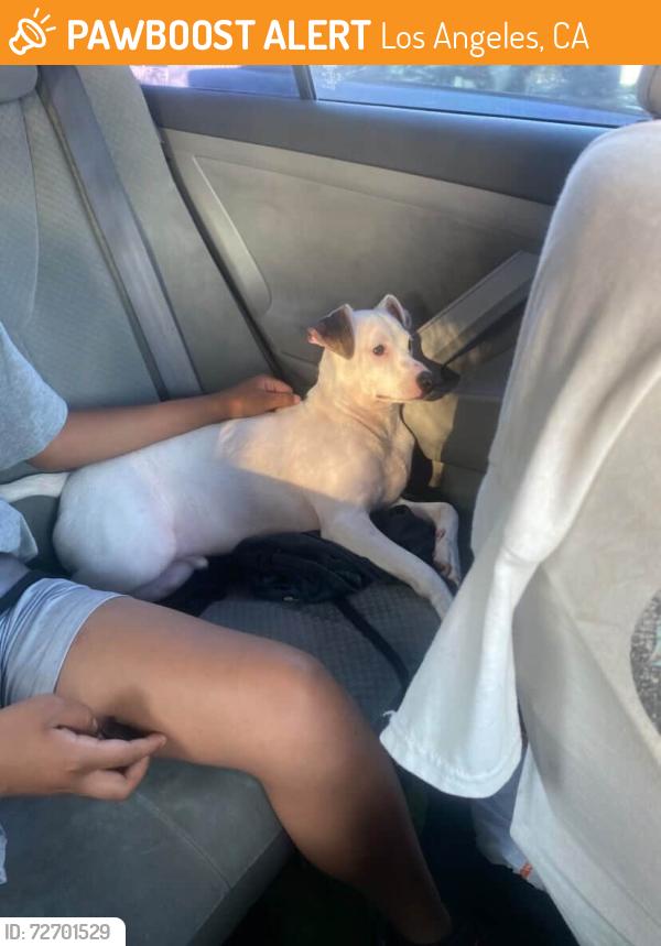Found/Stray Male Dog last seen Manchester & Vermont, at 7-11 , Los Angeles, CA 90044