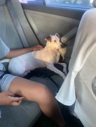 Found/Stray Male Dog last seen Manchester & Vermont, at 7-11 , Los Angeles, CA 90044