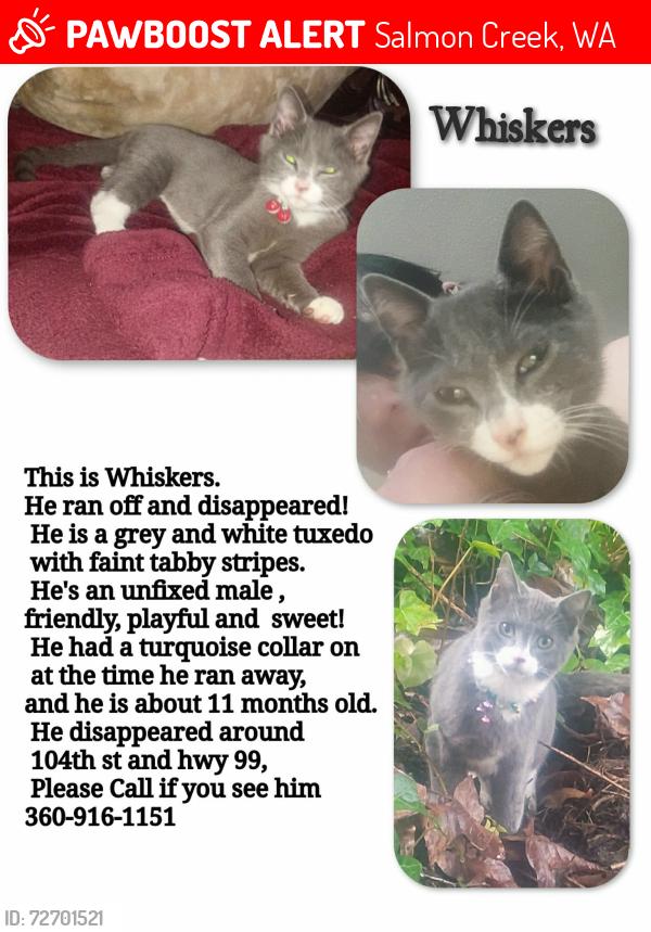 Lost Male Cat last seen 104th avenue and highway 99, Salmon Creek, WA 98686