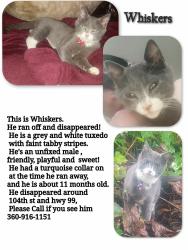Lost Male Cat last seen 104th avenue and highway 99, Salmon Creek, WA 98686