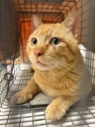 Lost Male Cat last seen Near highway and Wilson rd, Independence, MO 64053