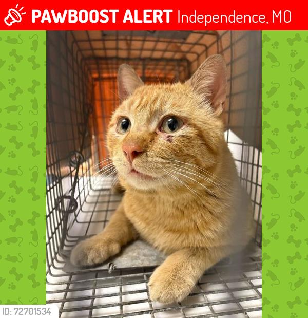 Lost Male Cat last seen Near highway and Wilson rd, Independence, MO 64053